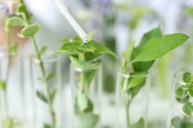 Photo of Dripping liquid on plant in test tube, closeup