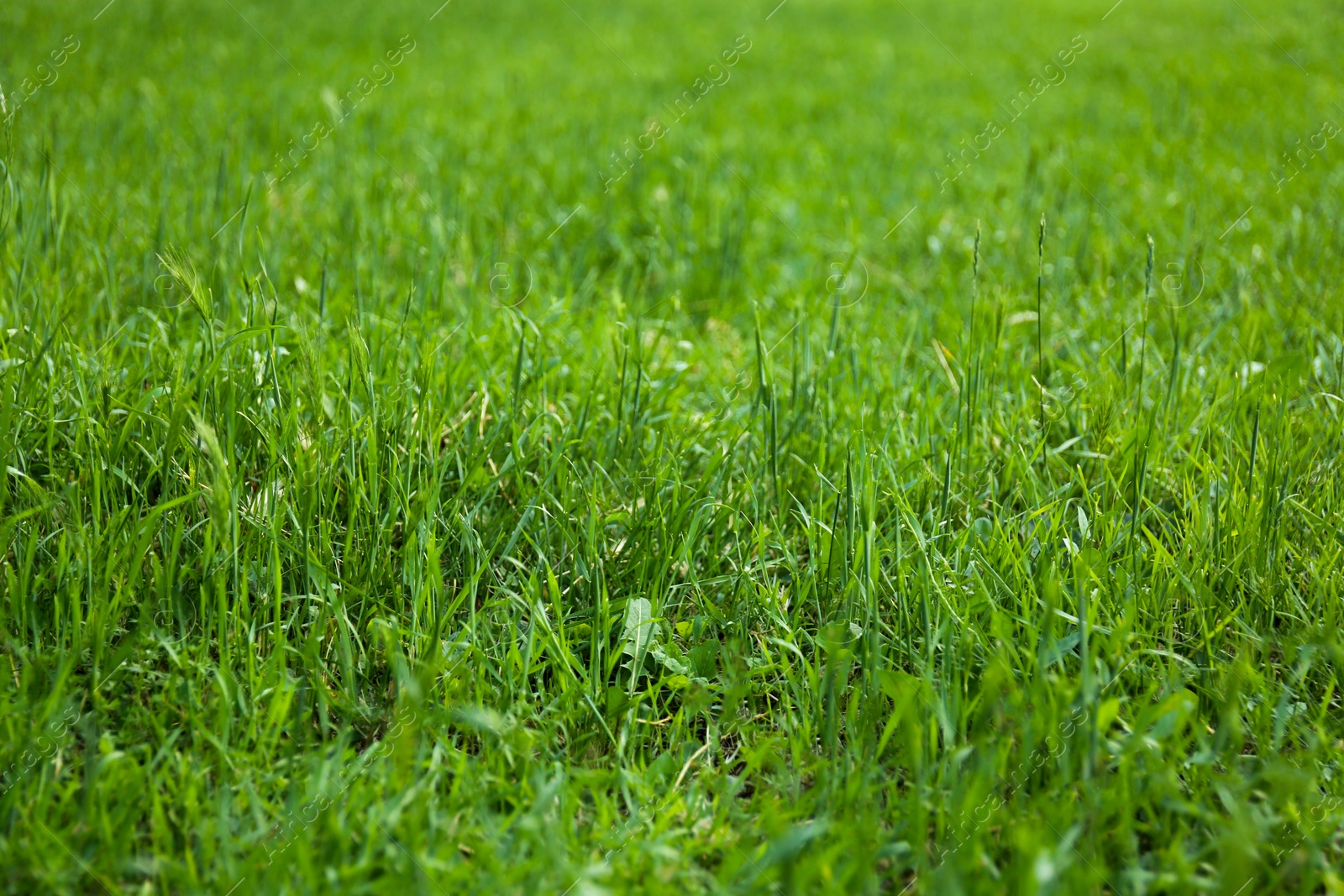 Photo of Green lawn with fresh grass as background