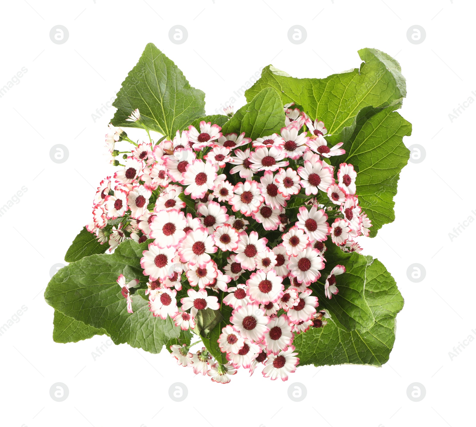 Photo of Beautiful cineraria flowers isolated on white, top view