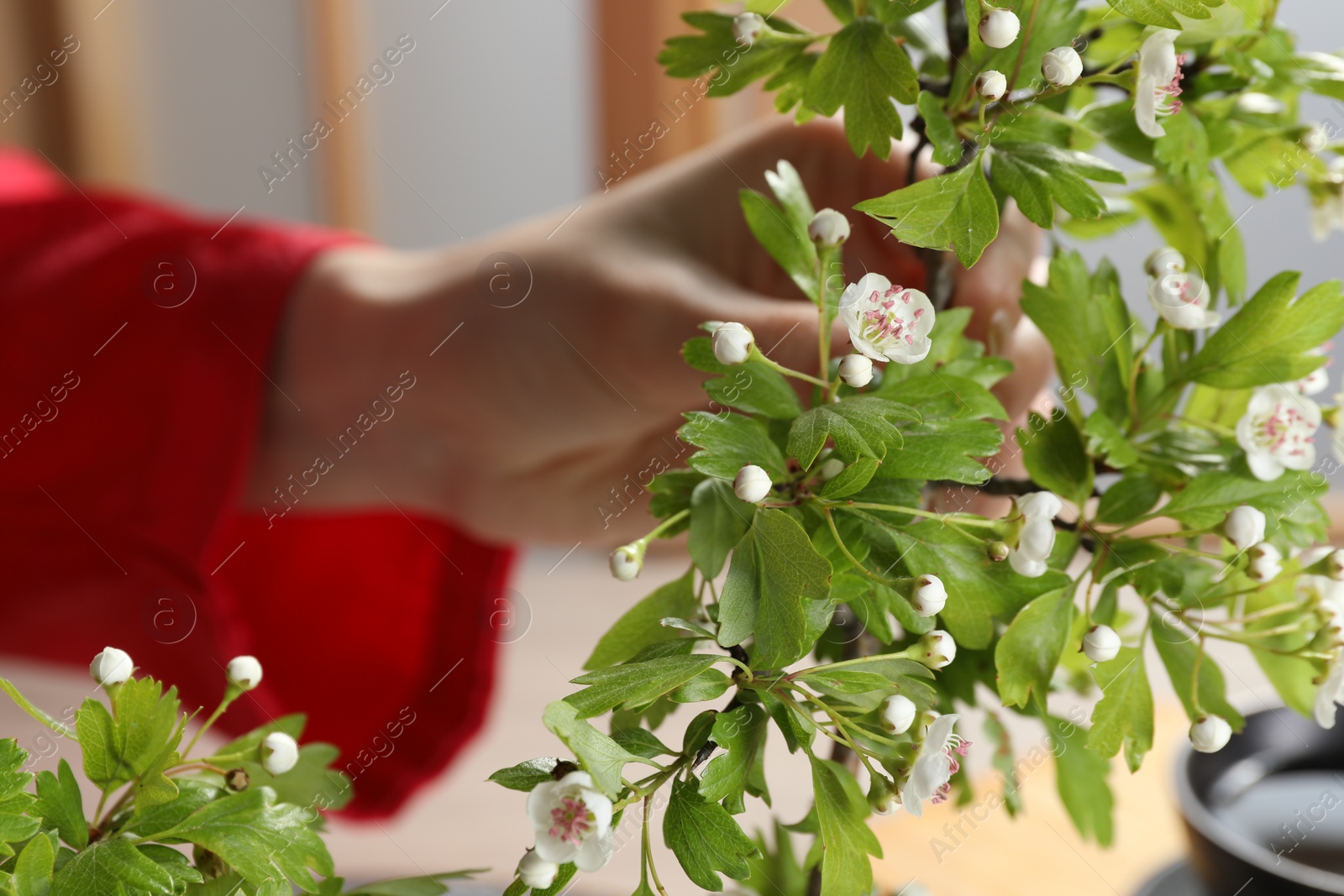 Photo of Stylish ikebana as house decor. Woman creating floral composition with fresh branch, closeup