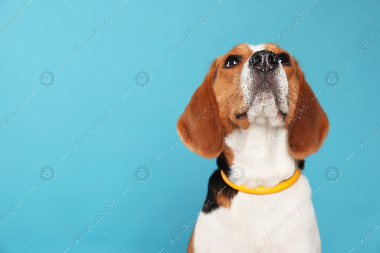 Photo of Adorable Beagle dog in stylish collar on light blue background. Space for text