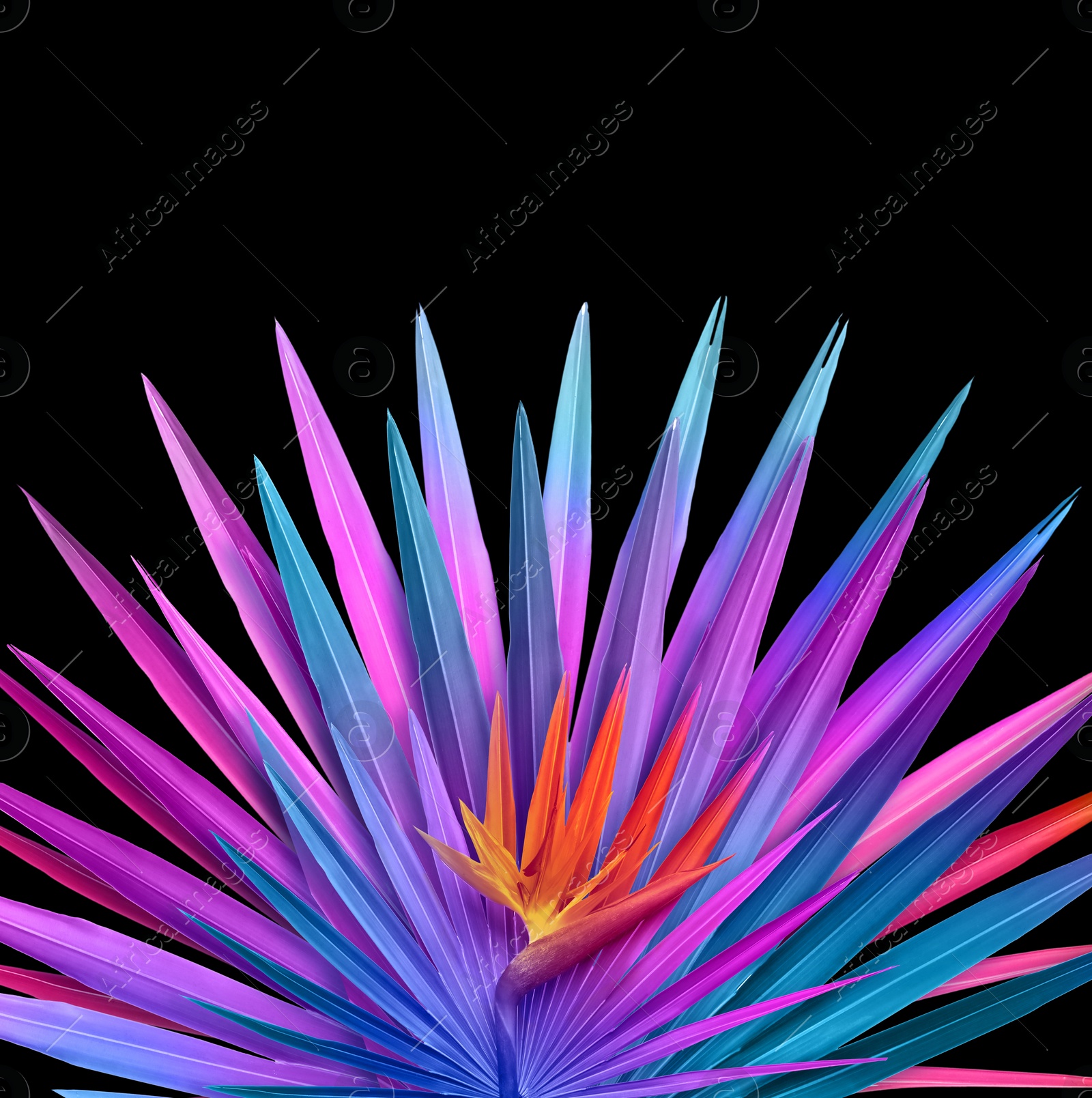 Image of Tropical leaves in neon colors on black background