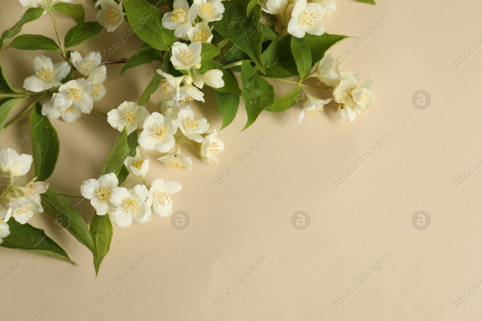 Photo of Aromatic jasmine flowers and green leaves on beige background, flat lay. Space for text