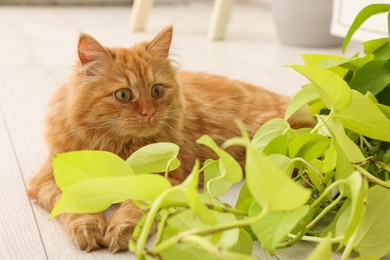 Adorable cat near green houseplant on floor at home