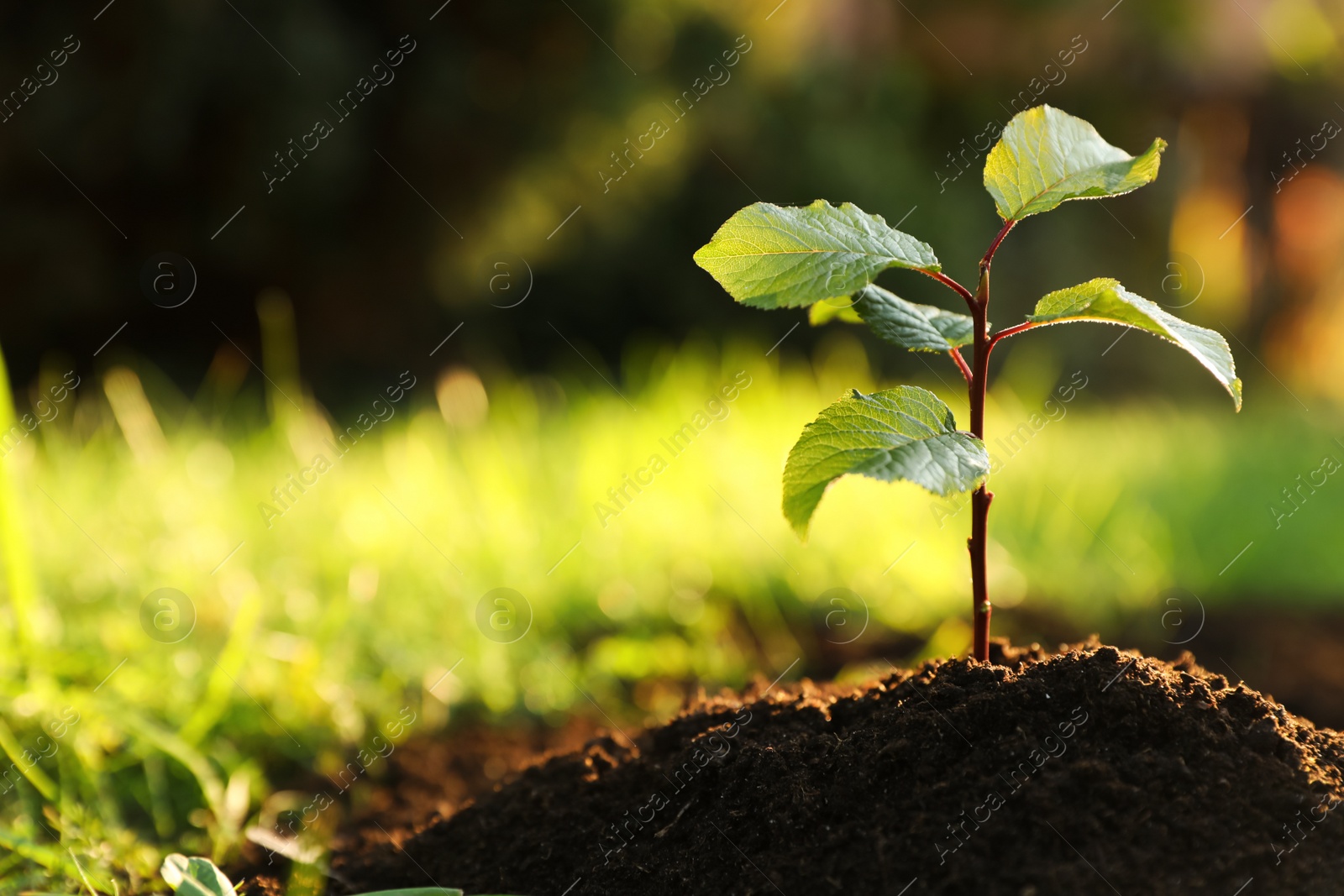 Photo of Seedling growing in fresh soil outdoors, closeup. Planting tree. Space for text