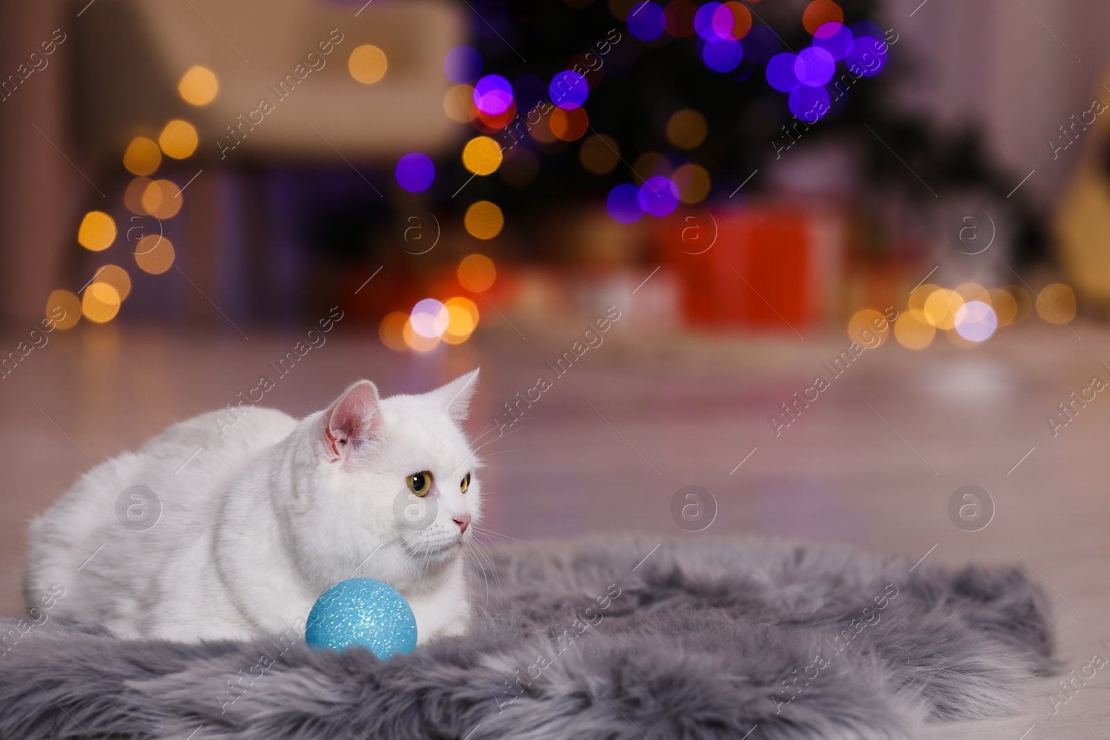 Photo of Christmas atmosphere. Adorable cat with bauble resting on rug against blurred lights. Space for text