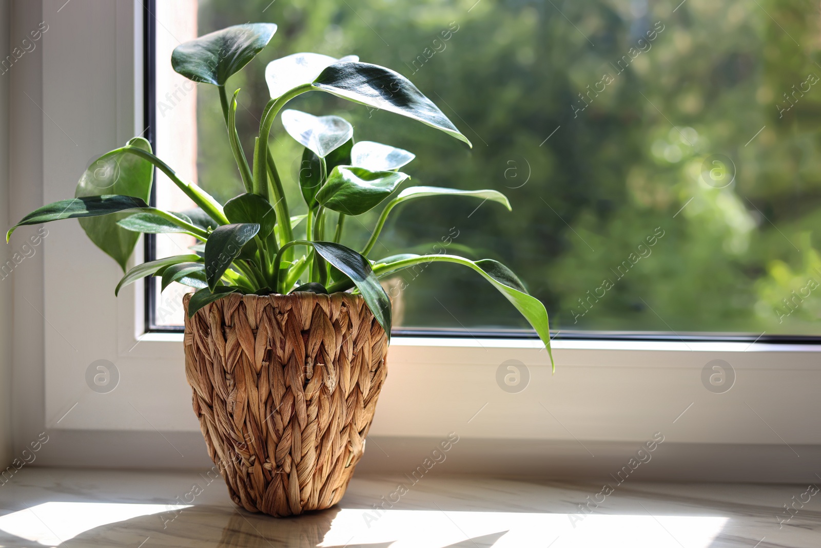 Photo of Beautiful houseplant with green leaves in pot on white window sill indoors. Space for text