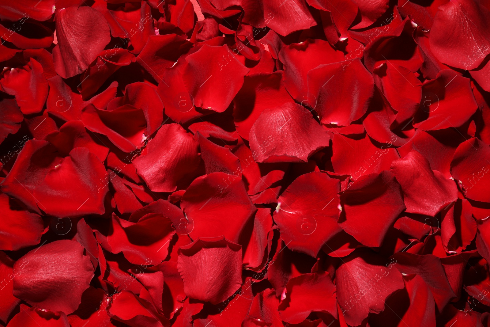 Photo of Beautiful red rose petals as background, top view