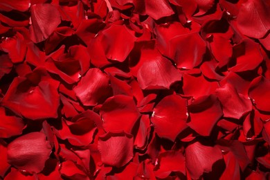 Beautiful red rose petals as background, top view