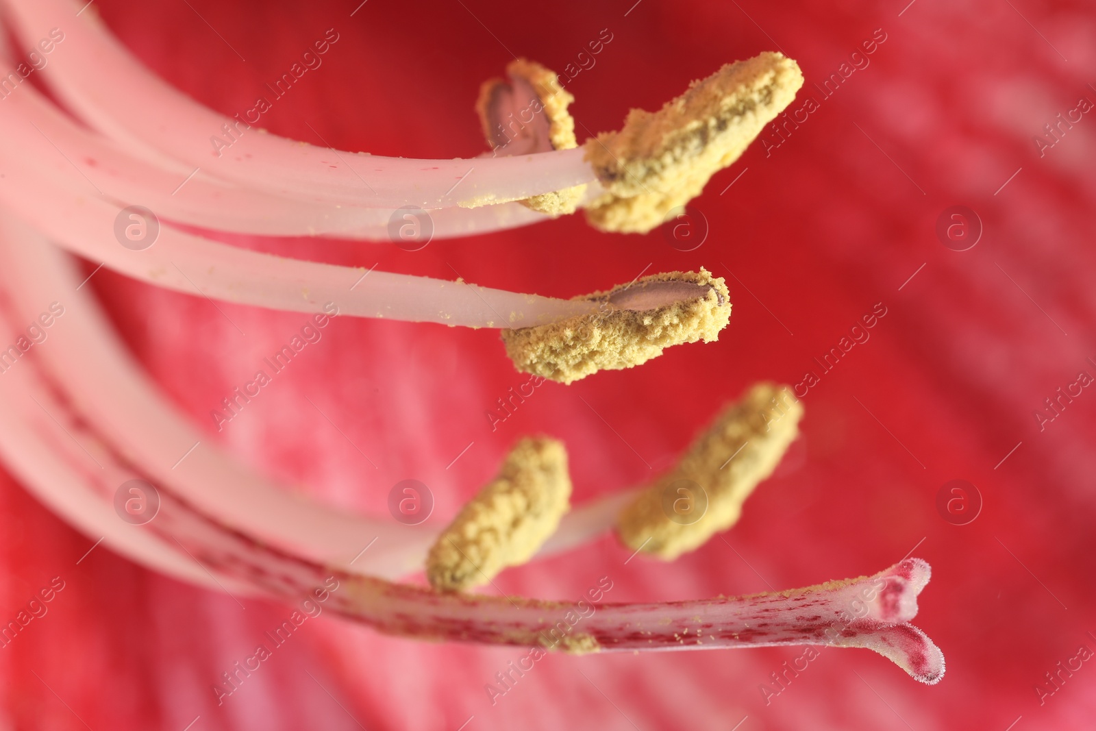 Photo of Beautiful red Amaryllis flower as background, macro view