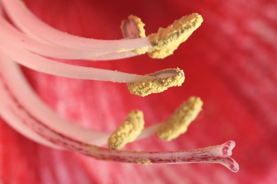 Beautiful red Amaryllis flower as background, macro view