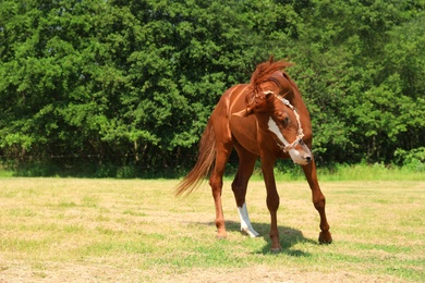 Photo of Chestnut horse outdoors on sunny day. Beautiful pet