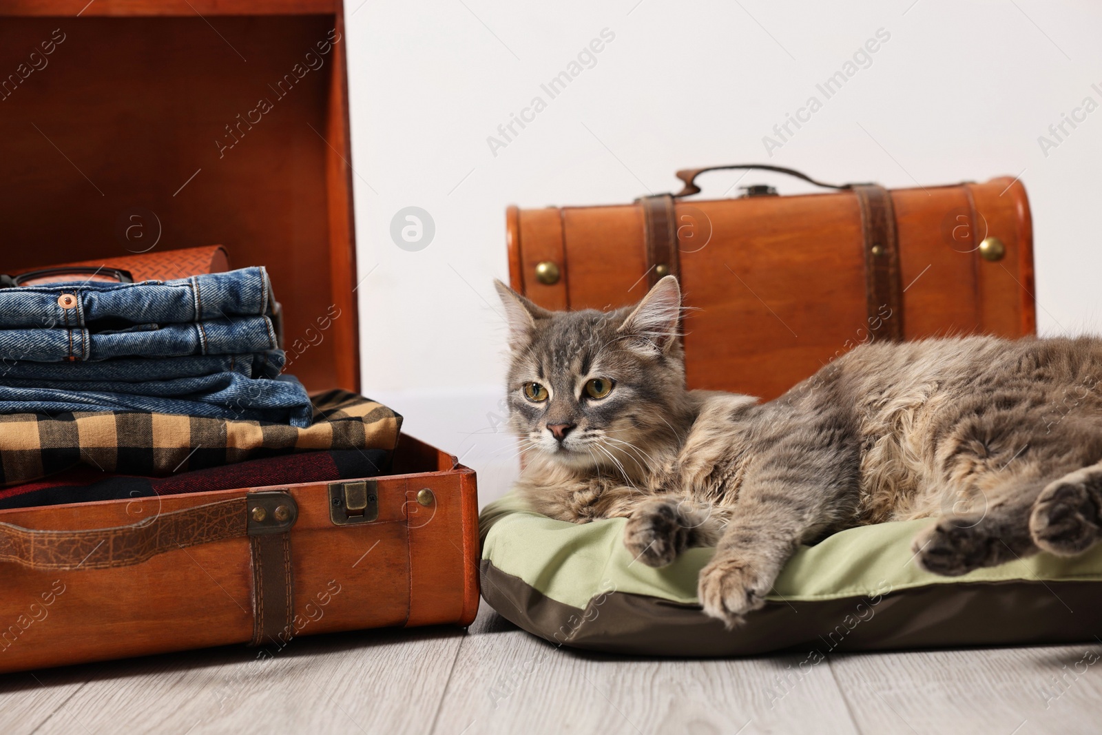 Photo of Travel with pet. Cat, clothes and suitcases indoors