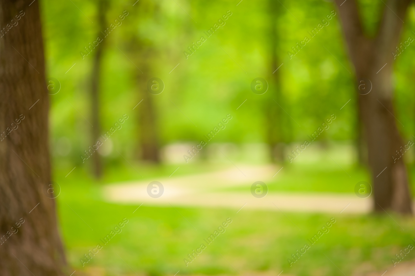 Photo of Walkway between trees in park, blurred view