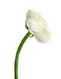 Photo of Beautiful ranunculus flower on white background