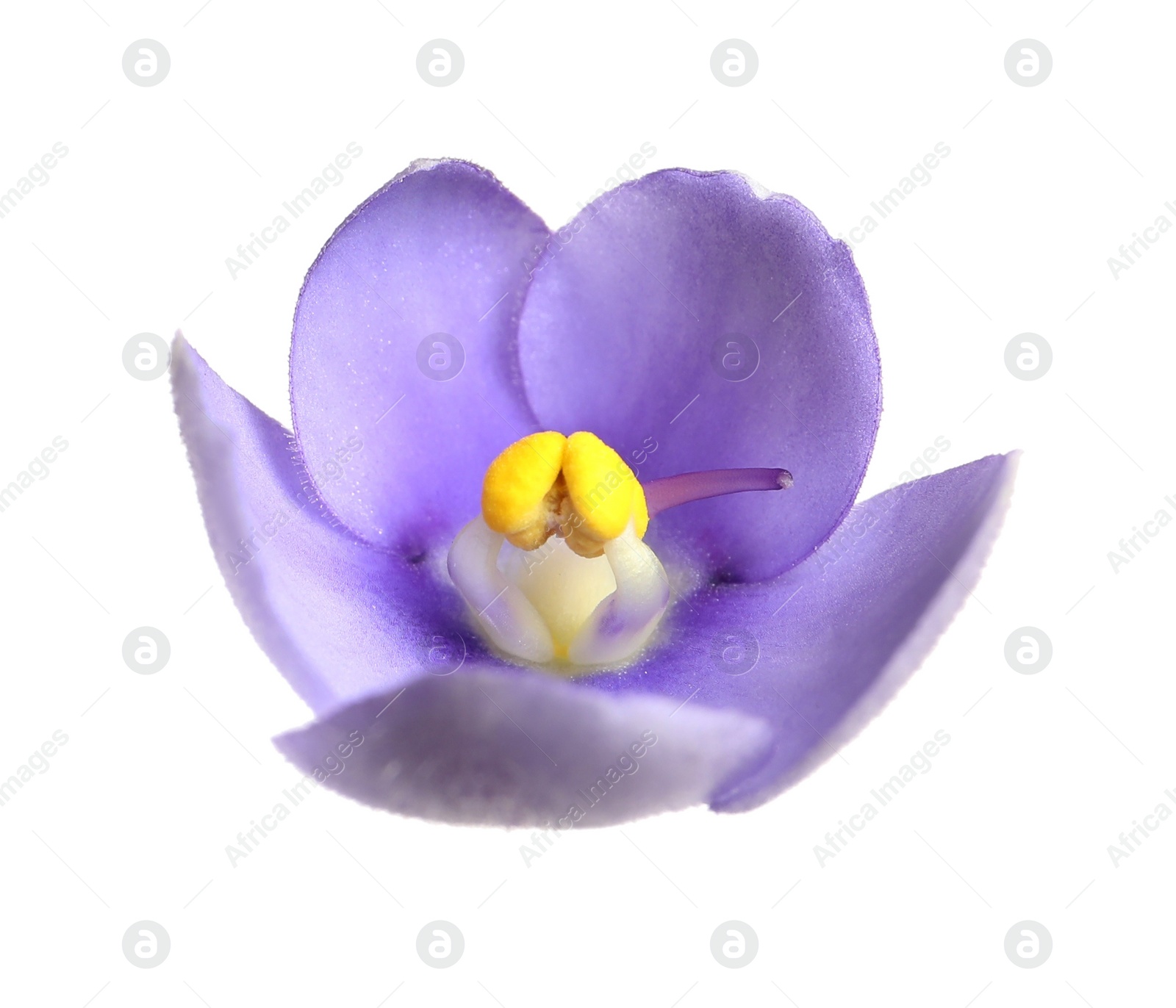 Photo of Purple flower of violet plant isolated on white