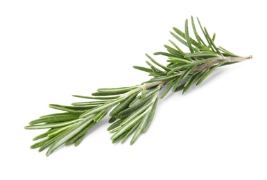 Fresh green rosemary twig on white background