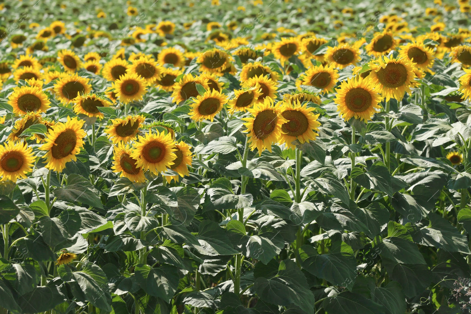 Photo of Beautiful blooming sunflowers in field on summer day