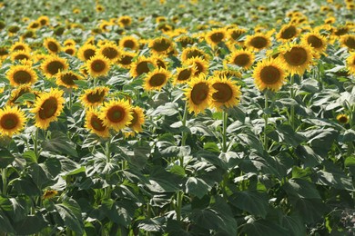 Photo of Beautiful blooming sunflowers in field on summer day