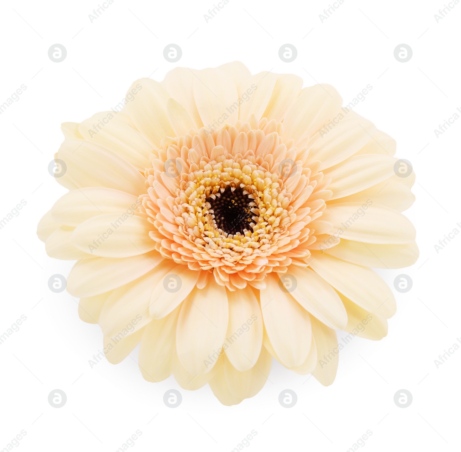 Photo of One beautiful tender gerbera flower isolated on white