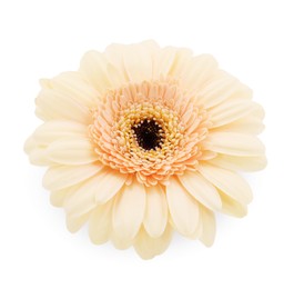 Photo of One beautiful tender gerbera flower isolated on white