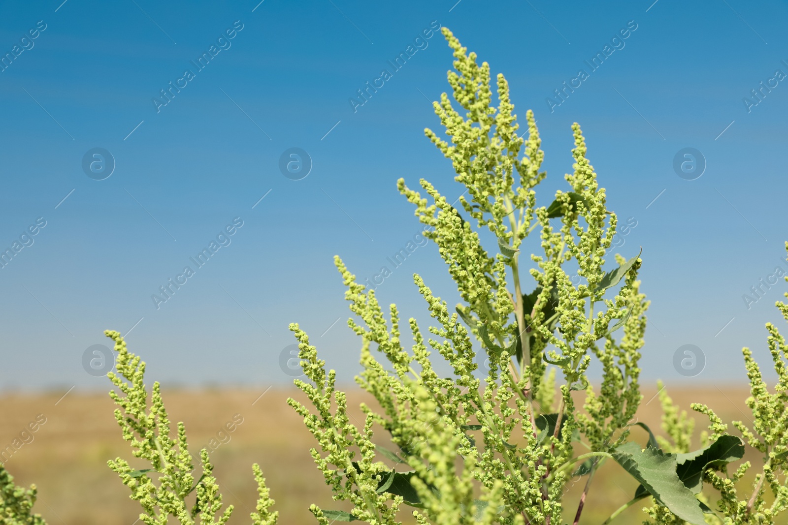 Photo of Blooming ragweed plant (Ambrosia genus) outdoors on sunny day. Seasonal allergy