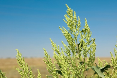 Blooming ragweed plant (Ambrosia genus) outdoors on sunny day. Seasonal allergy