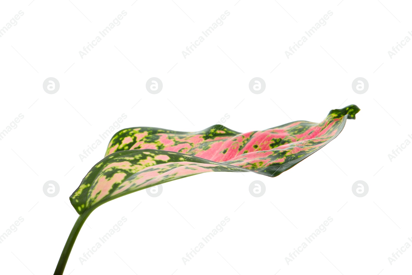 Photo of Aglaonema leaf isolated on white. Beautiful tropical plant