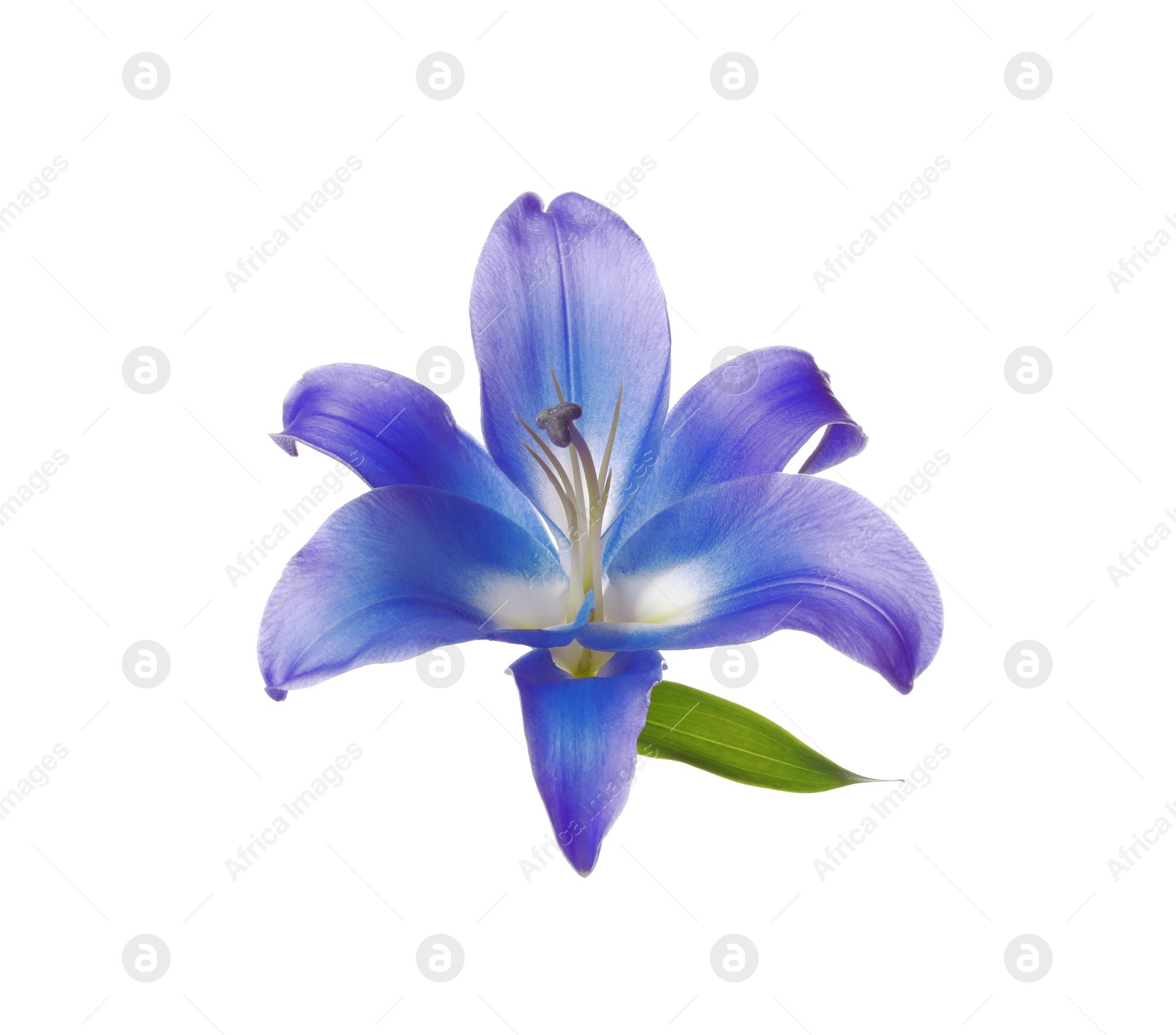 Image of Amazing blue lily flower isolated on white