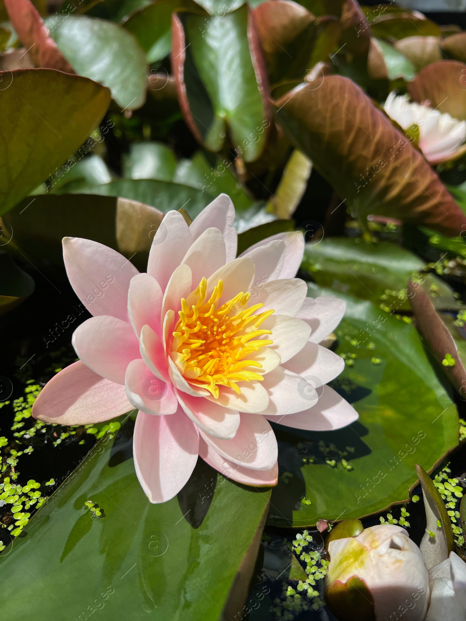 Photo of Gorgeous blooming water lily in pond on sunny day