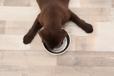 Chocolate Labrador Retriever puppy with empty food bowl at home, top view