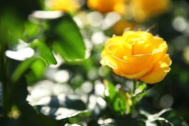 Photo of Beautiful rose in blooming garden on sunny day