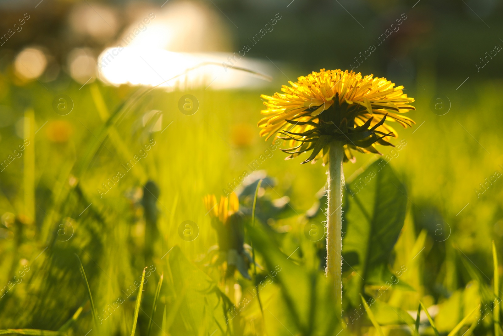 Photo of Beautiful yellow dandelion in bright green grass at sunset, closeup. Space for text