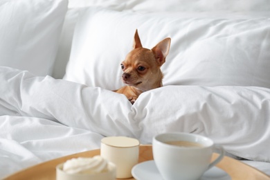 Photo of Tray with tasty breakfast and cute Chihuahua dog on bed in room. Pet friendly hotel