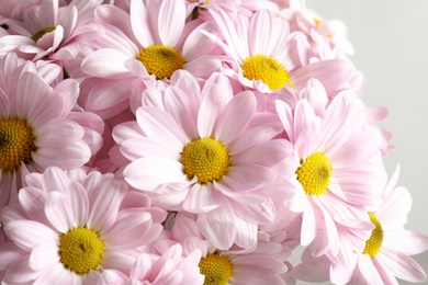 Photo of Bunch of beautiful chamomile flowers as background, closeup