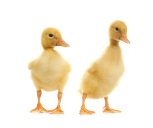 Photo of Cute fluffy baby ducklings on white background