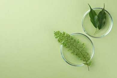 Flat lay composition with Petri dishes and plants on pale light green background. Space for text