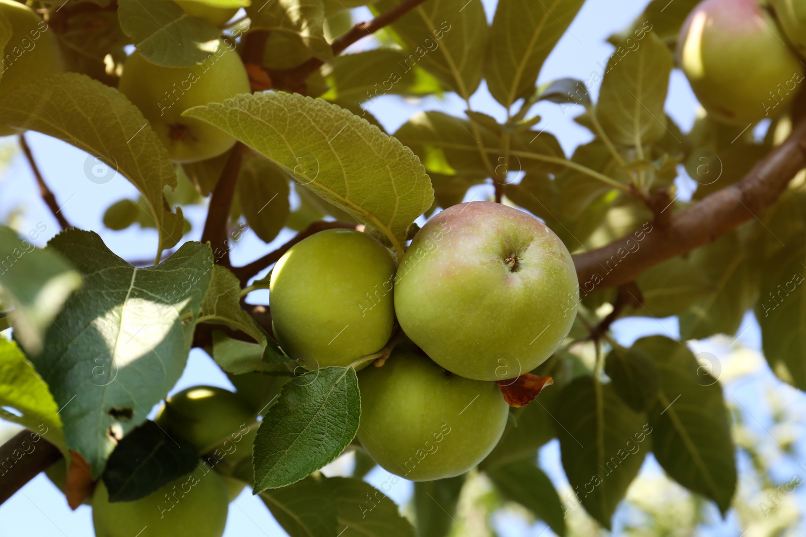 Photo of Apple tree with fresh and ripe fruits on sunny day