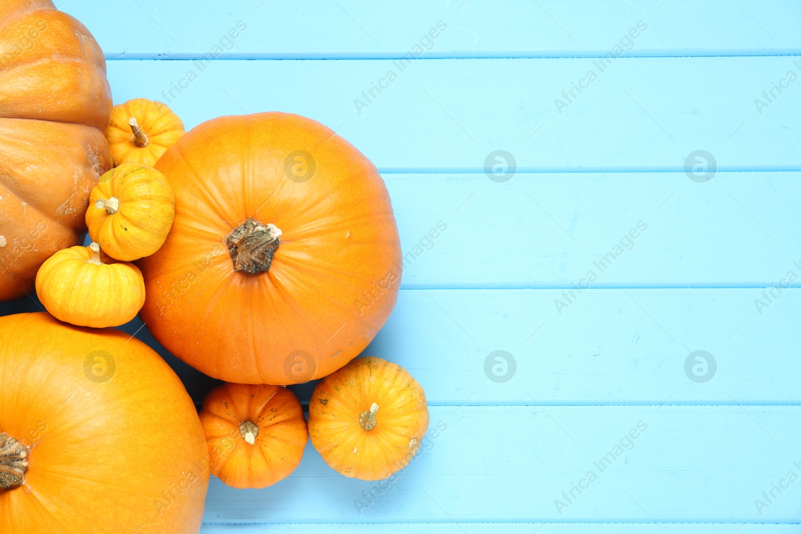 Photo of Thanksgiving day. Many ripe pumpkins on light blue wooden table, flat lay with space for text