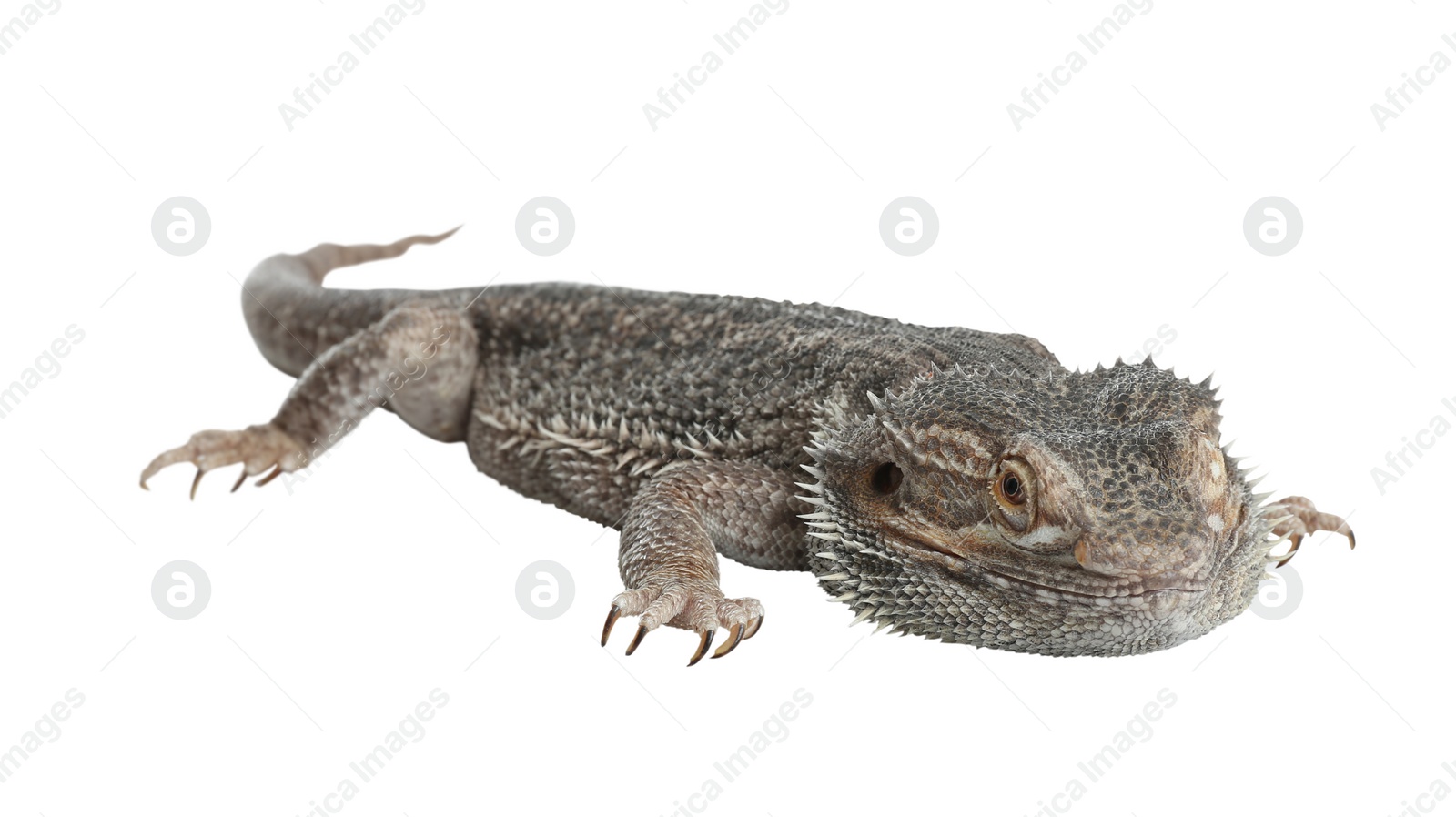 Photo of Bearded lizard (Pogona barbata) isolated on white. Exotic pet