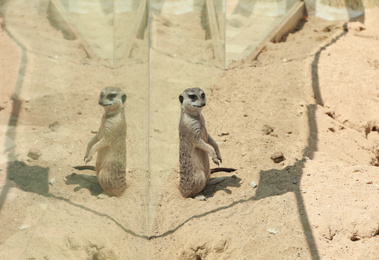 Photo of Cute meerkat at enclosure in zoo on sunny day