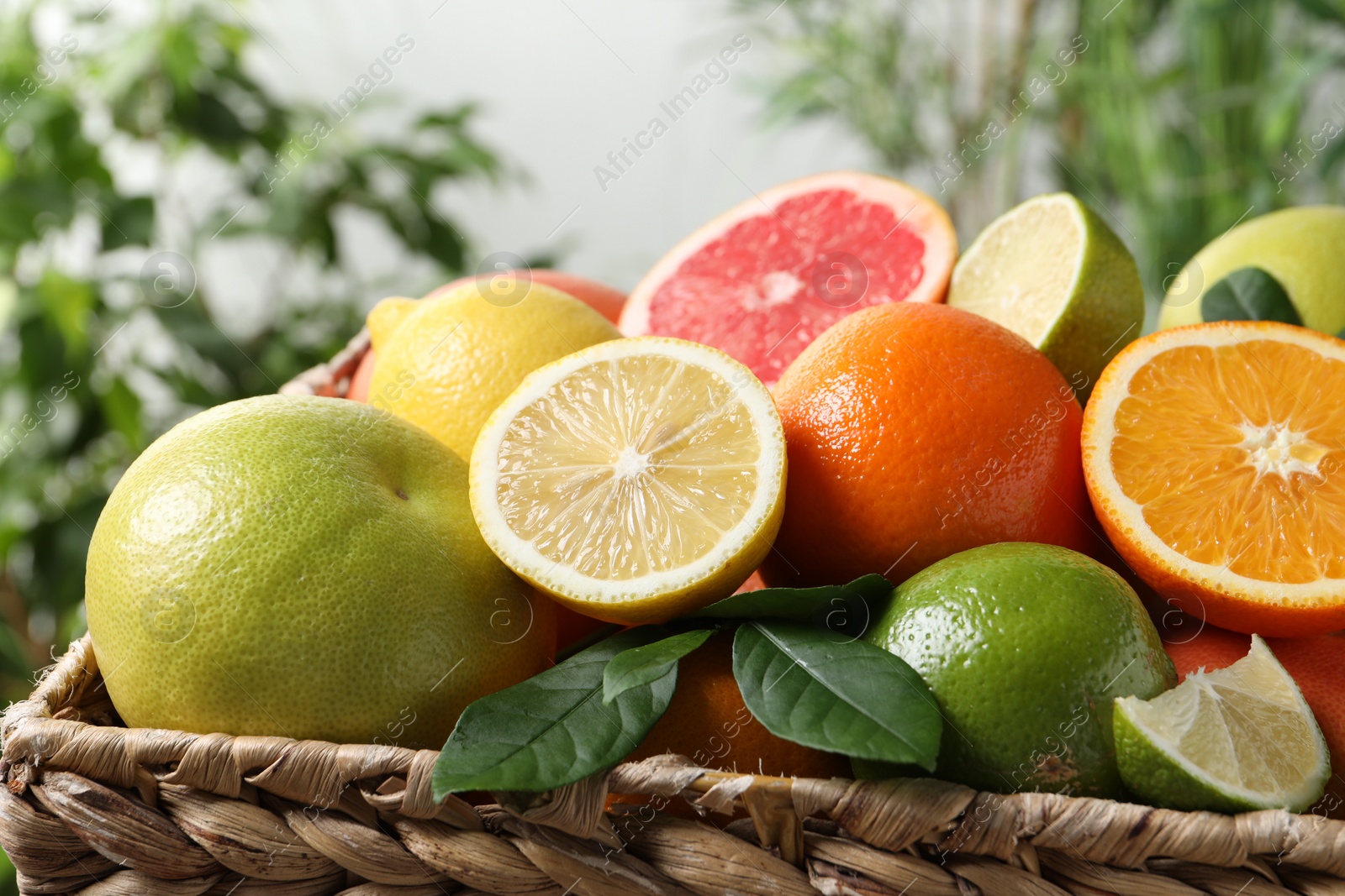 Photo of Different cut and whole citrus fruits in wicker basket outdoors, closeup