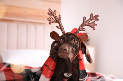 Cute dog in reindeer headband on bed at home. Christmas celebration