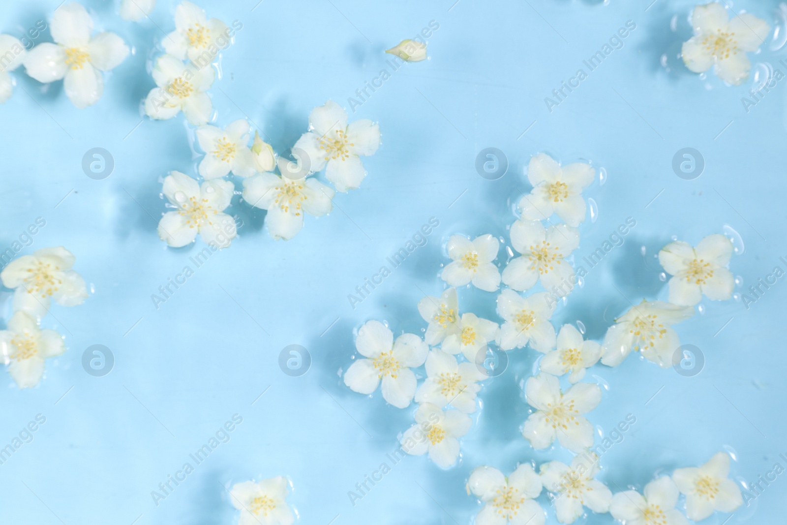 Photo of Beautiful jasmine flowers in water on light blue background, top view