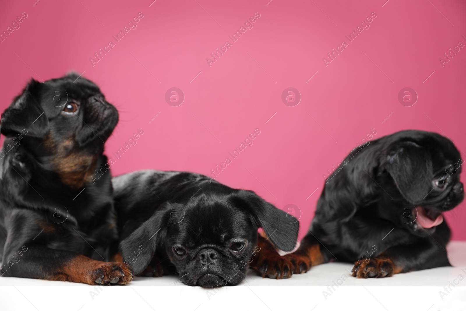 Photo of Adorable black Petit Brabancon dogs on white table against pink background