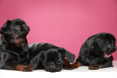 Adorable black Petit Brabancon dogs on white table against pink background