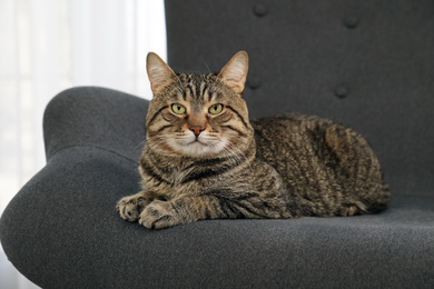 Photo of Cute striped cat lying on cozy sofa indoors