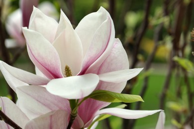 Photo of Magnolia tree with beautiful flowers on blurred background, closeup