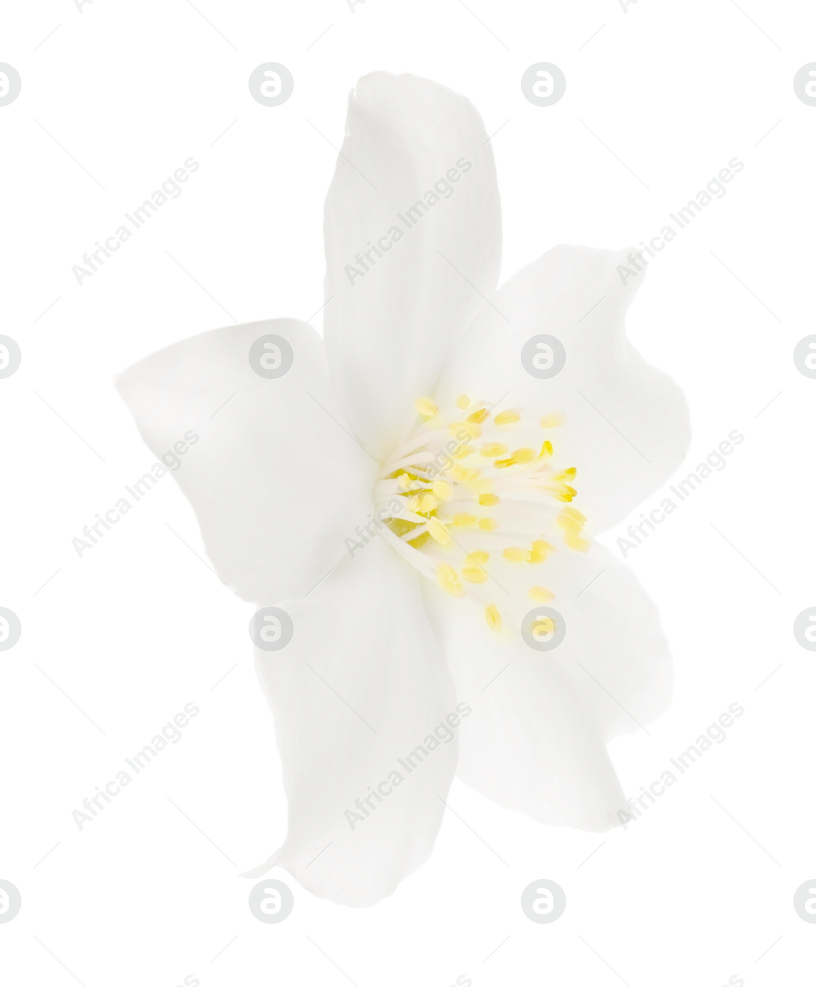 Photo of Beautiful delicate jasmine flower isolated on white