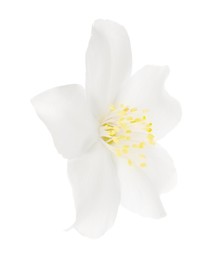 Photo of Beautiful delicate jasmine flower isolated on white